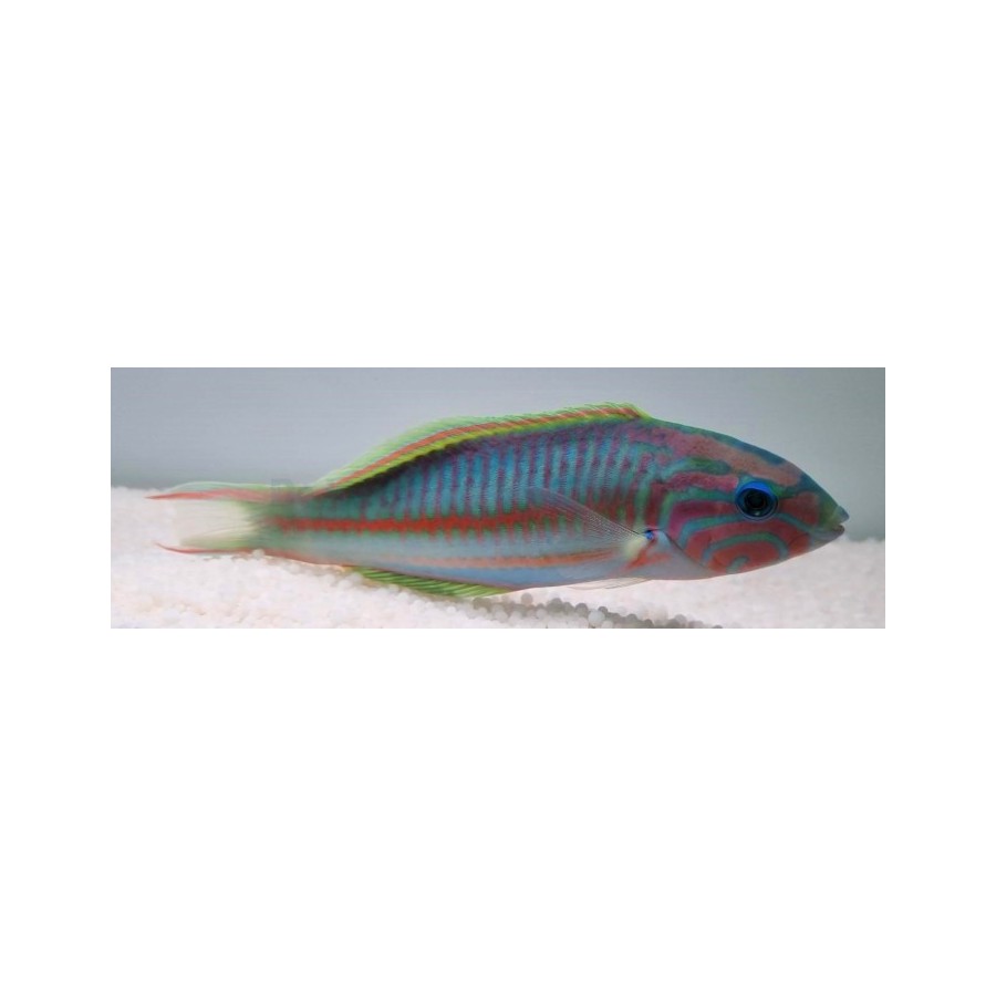 Thalassoma rueppellii - Klunzinger's Wrasse