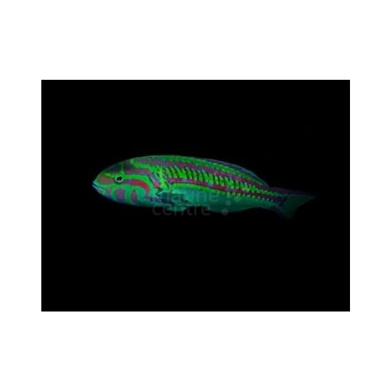 Thalassoma schwanenfeldii - Queen Wrasse