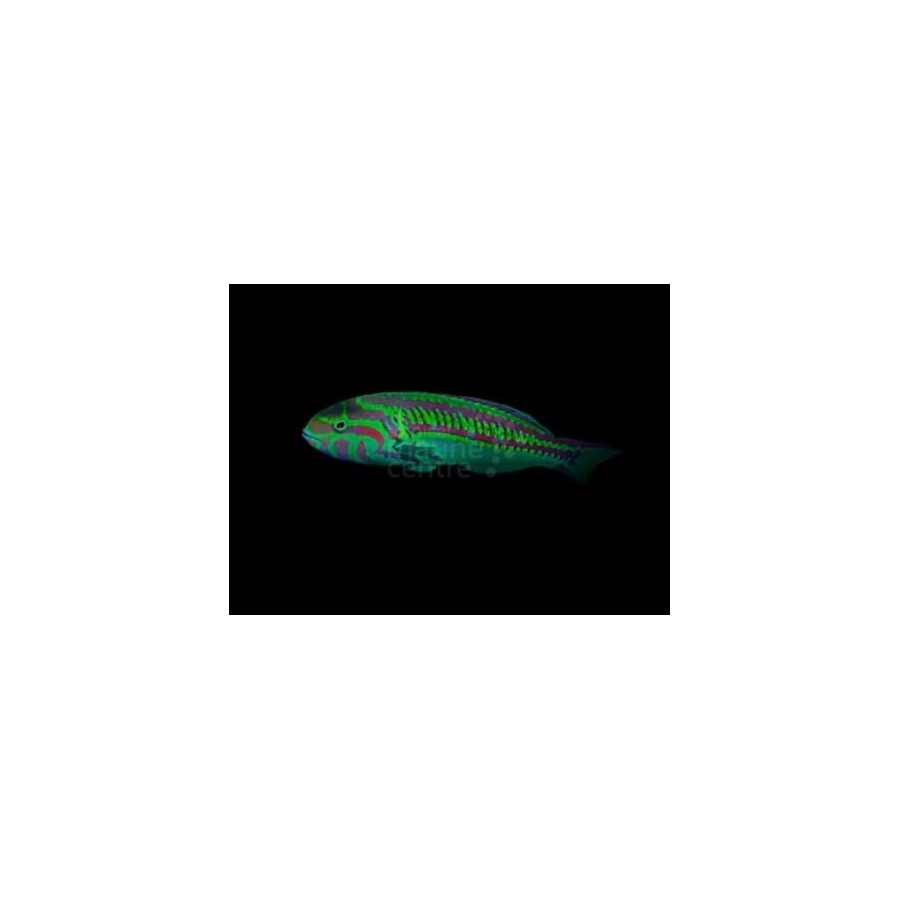 Thalassoma schwanenfeldii - Queen Wrasse