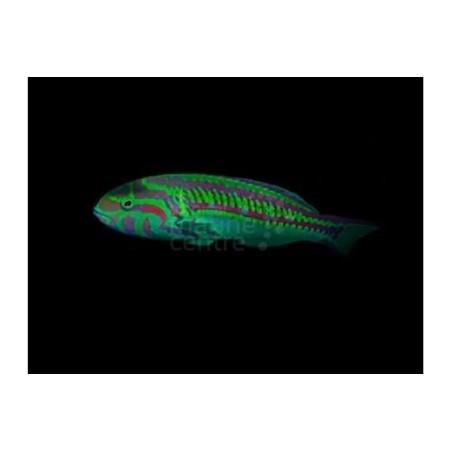 Thalassoma schwanenfeldii - Queen Wrasse