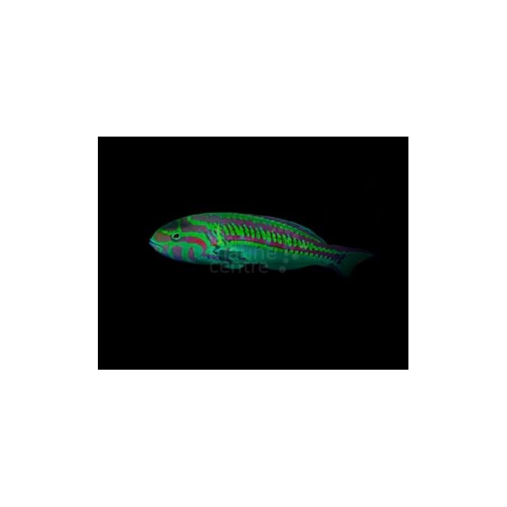 Thalassoma schwanenfeldii - Queen Wrasse