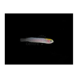 Trachinops taeniatus - Hula Basslet