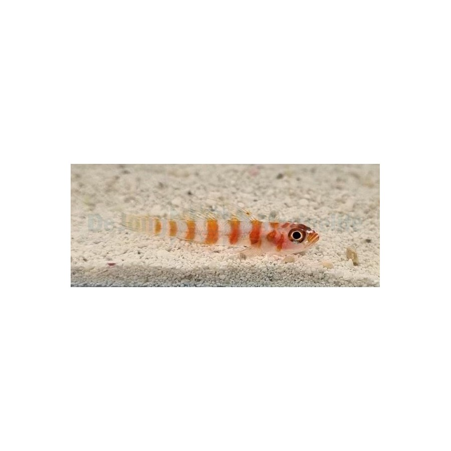 Trimma cana - Nano Goby - Firecracker