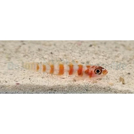 Trimma cana - Nano Goby - Firecracker