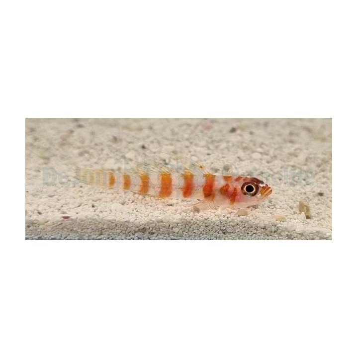 Trimma cana - Nano Goby - Firecracker