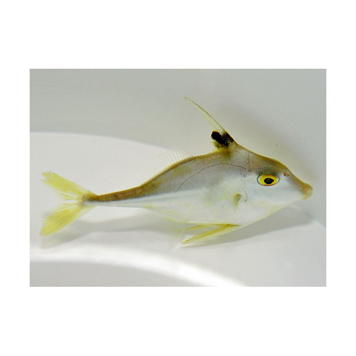 Tripodichthys blochii