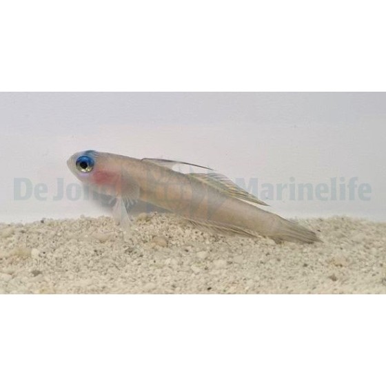 Tryssogobius colini - Nano Goby - Blue Eye