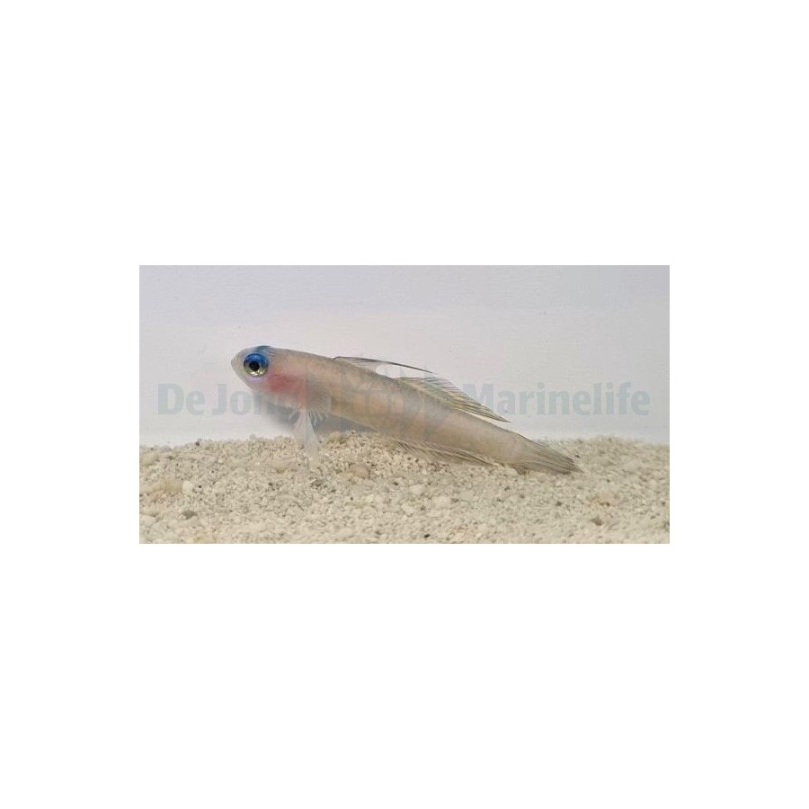 Tryssogobius colini - Nano Goby - Blue Eye