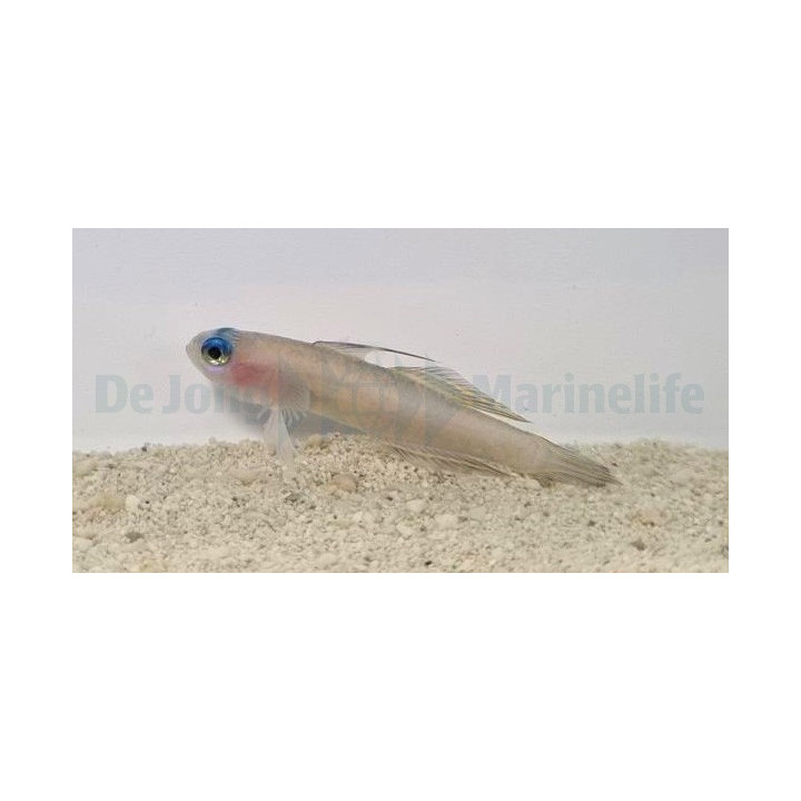 Tryssogobius colini - Nano Goby - Blue Eye