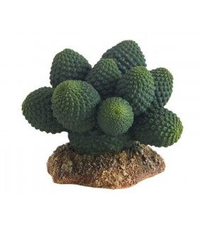 Hobby Cactus Atacamma 7cm