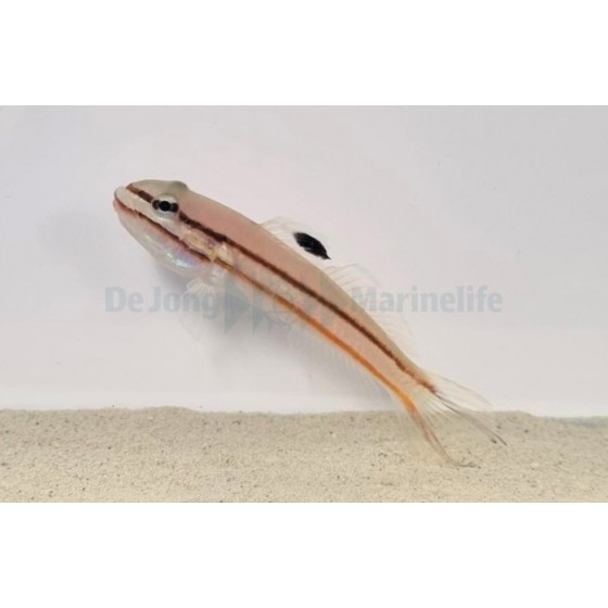 Valenciennea helsdingenii - Jam Sandwich Goby