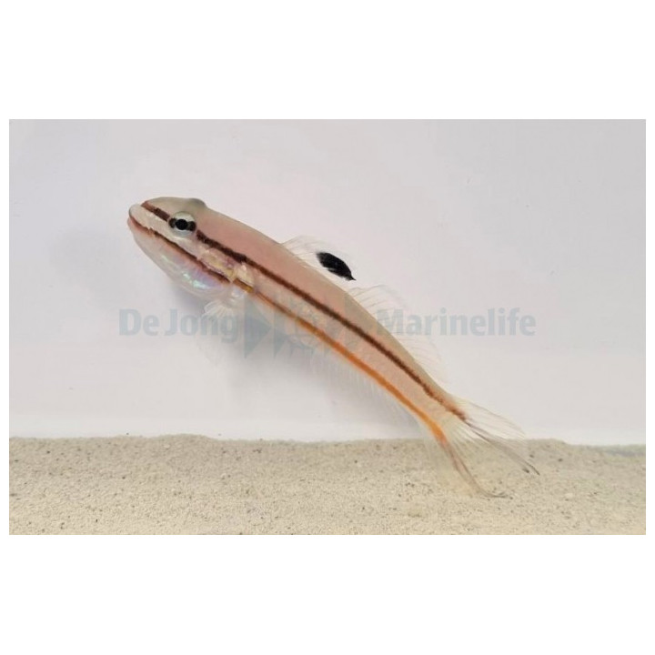 Valenciennea helsdingenii - Jam Sandwich Goby
