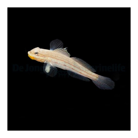 Valenciennea muralis - Crosshatch Goby