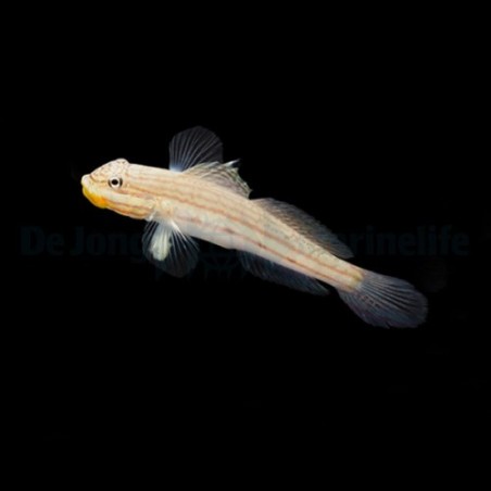 Valenciennea muralis - Crosshatch Goby