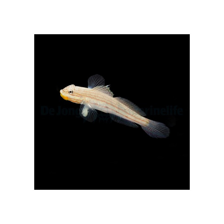 Valenciennea muralis - Crosshatch Goby