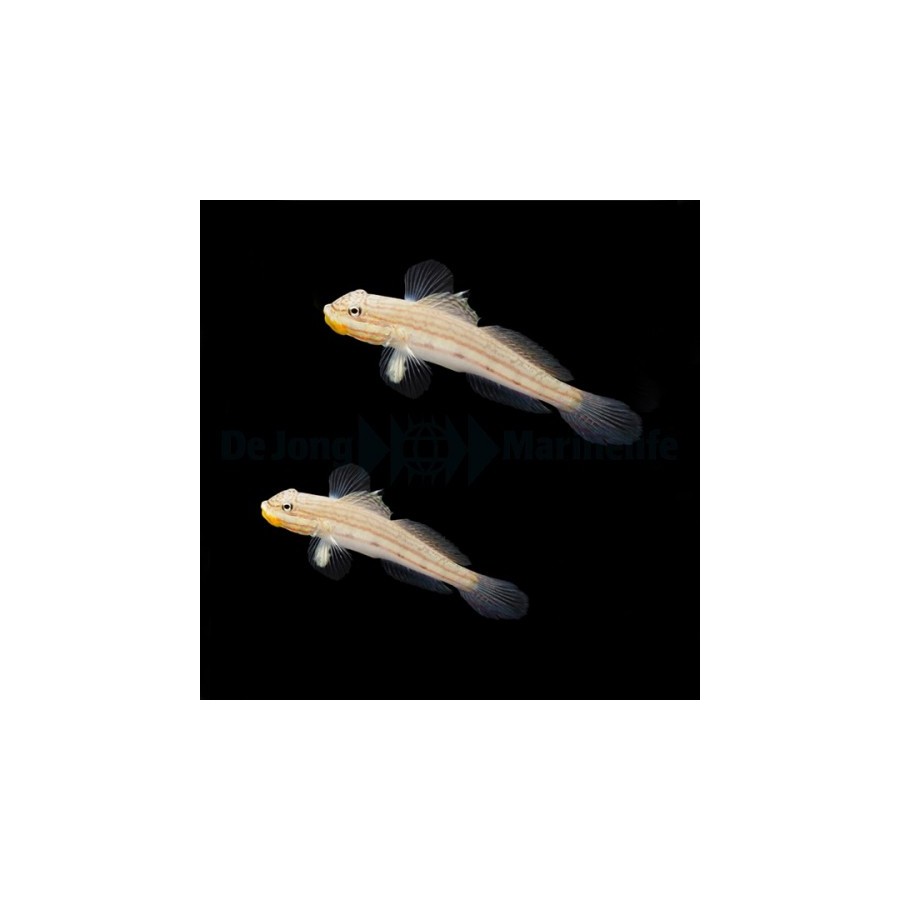 Valenciennea muralis - Crosshatch Goby - pariskunta