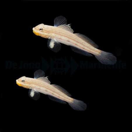 Valenciennea muralis - Crosshatch Goby - pariskunta