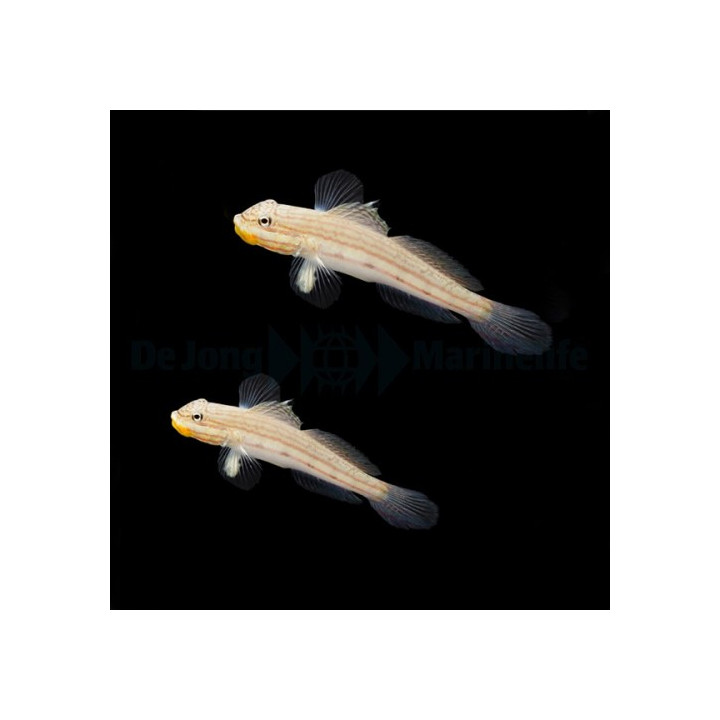 Valenciennea muralis - Crosshatch Goby - pariskunta