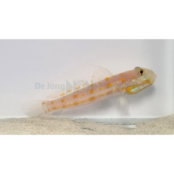 Valenciennea puellaris - Orange Spot Goby