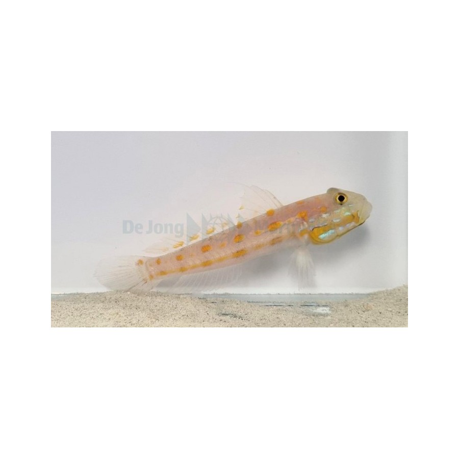 Valenciennea puellaris - Orange Spot Goby