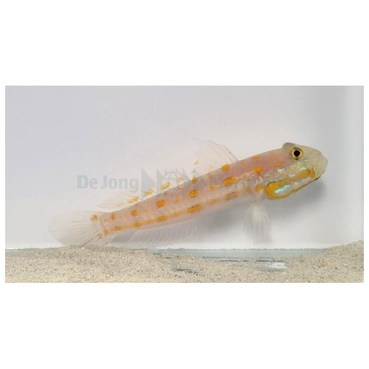 Valenciennea puellaris - Orange Spot Goby