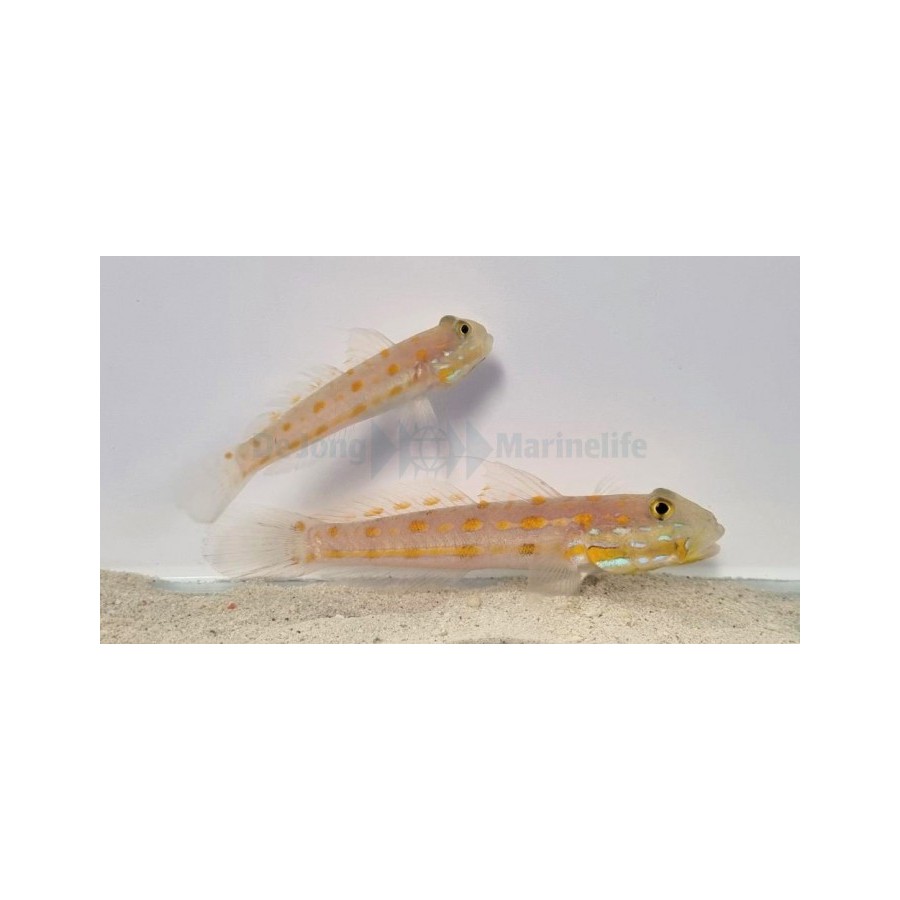 Valenciennea puellaris - Orange Spot Goby - pariskunta