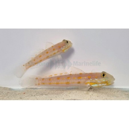 Valenciennea puellaris - Orange Spot Goby - pariskunta