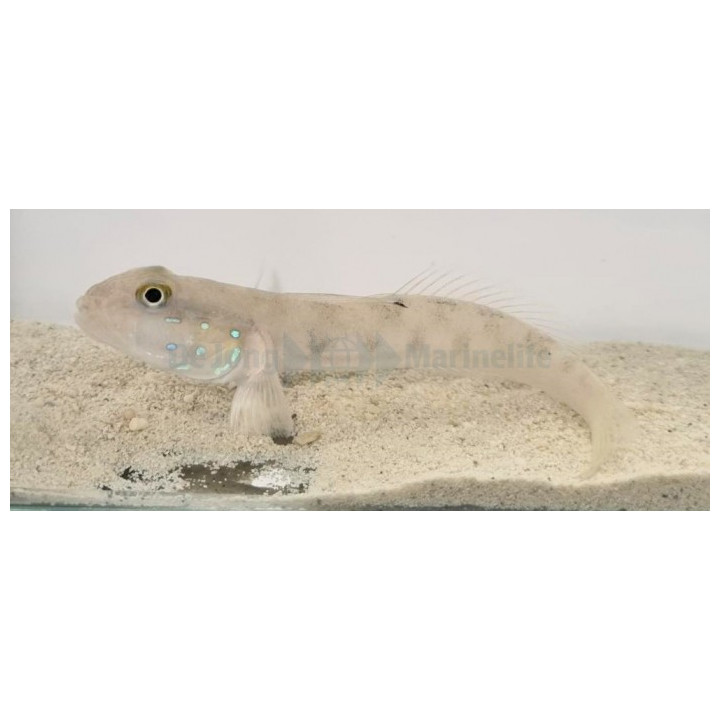 Valenciennea sexguttata - Chalk Goby - West Ind Ocean