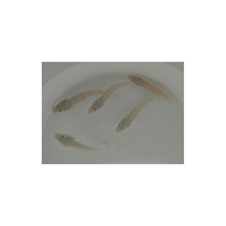 Valenciennea sexguttata - Chalk Goby - West Ind Ocean - pariskunta