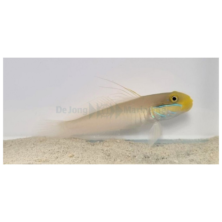 Valenciennea strigata - Blue Cheek Goby - West Ind Ocean