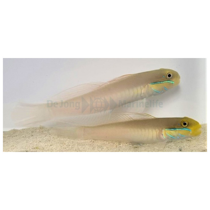 Valenciennea strigata - Blue Cheek Goby - West Ind Ocean - pariskunta