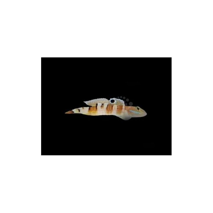 Valenciennea wardii - Hämyraitatokko