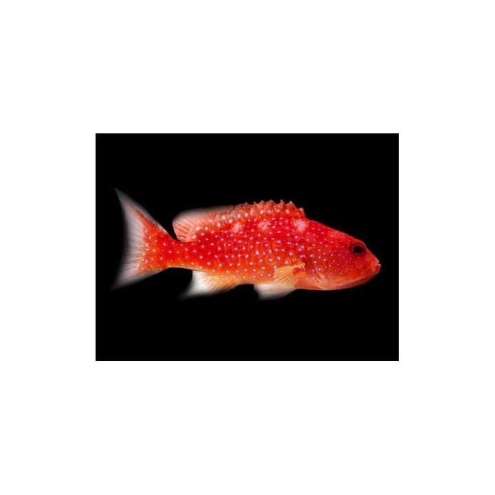 Variola louti - Purple Lyre Tail Grouper