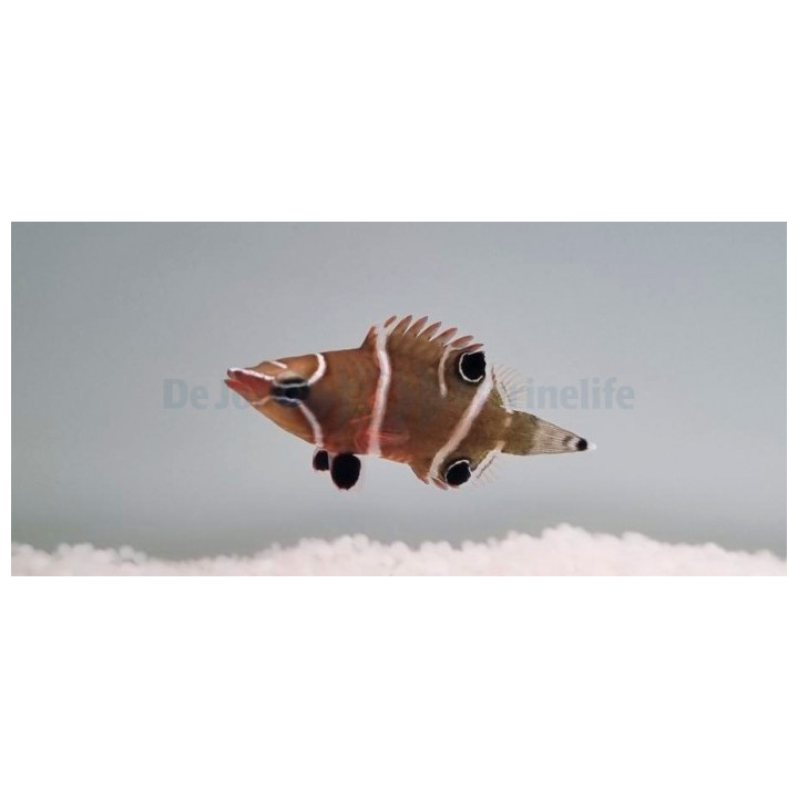 Wetmorella albofasciata - White Band Wetmorella