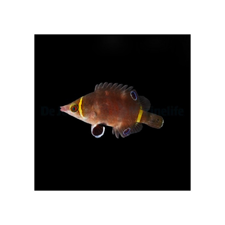 Wetmorella nigropinnata - Gold Band Wetmorella