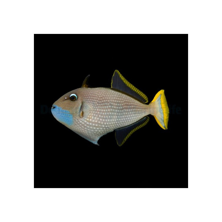 Xanthichthys auromarginatus - Sinileukasäppikala - koiras