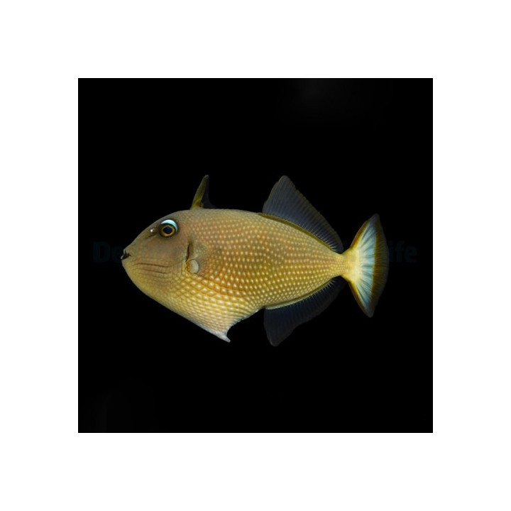 Xanthichthys auromarginatus - Sinileukasäppikala - naaras
