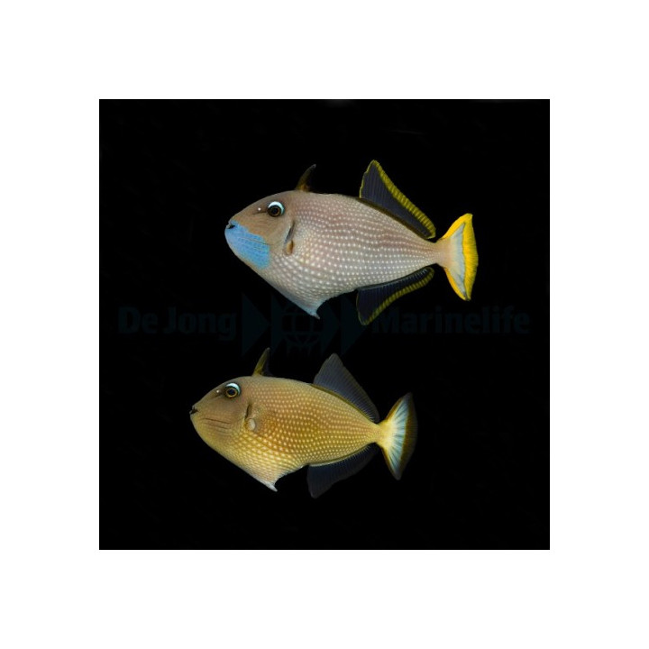 Xanthichthys auromarginatus - Sinileukasäppikala - pariskunta