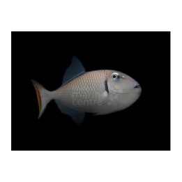 Xanthichthys kiritimati - Greeni Trigger