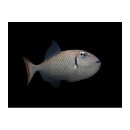 Xanthichthys kiritimati - Greeni Trigger