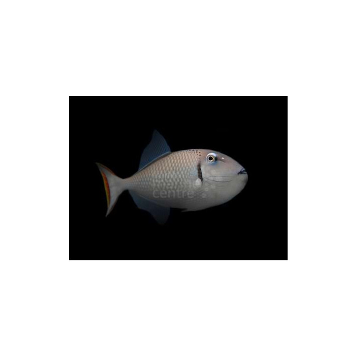 Xanthichthys kiritimati - Greeni Trigger