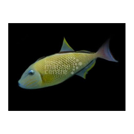 Xanthichthys mento - Cross Hatch Trigger