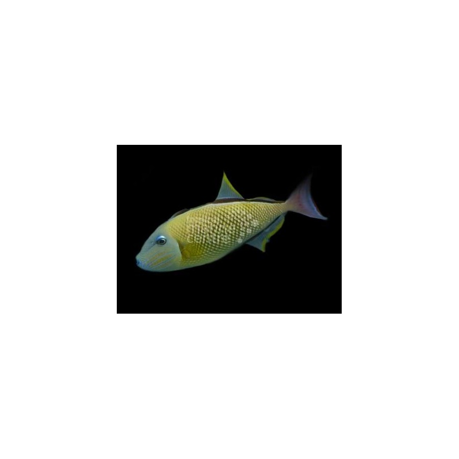 Xanthichthys mento - Cross Hatch Trigger