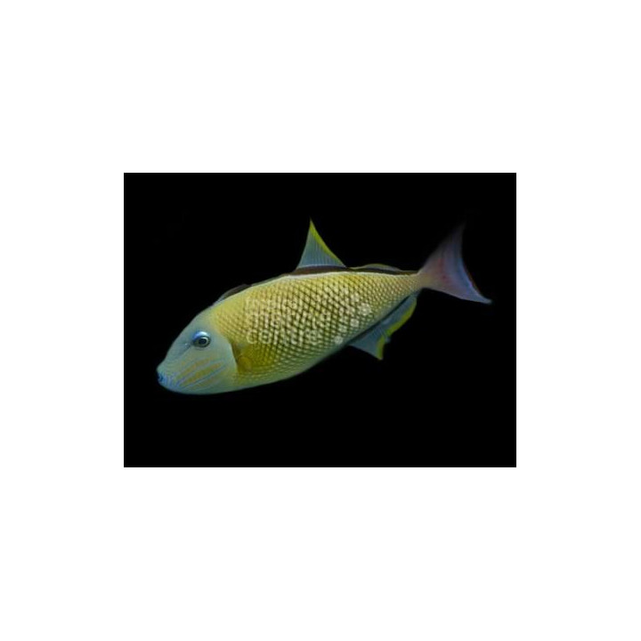 Xanthichthys mento - Cross Hatch Trigger