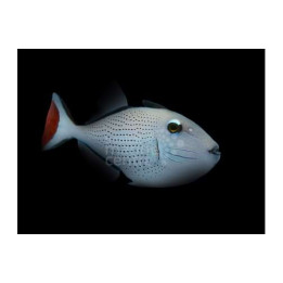 Xanthichthys ringens - Caribbean Redtail Trigger