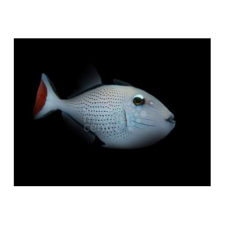 Xanthichthys ringens - Caribbean Redtail Trigger