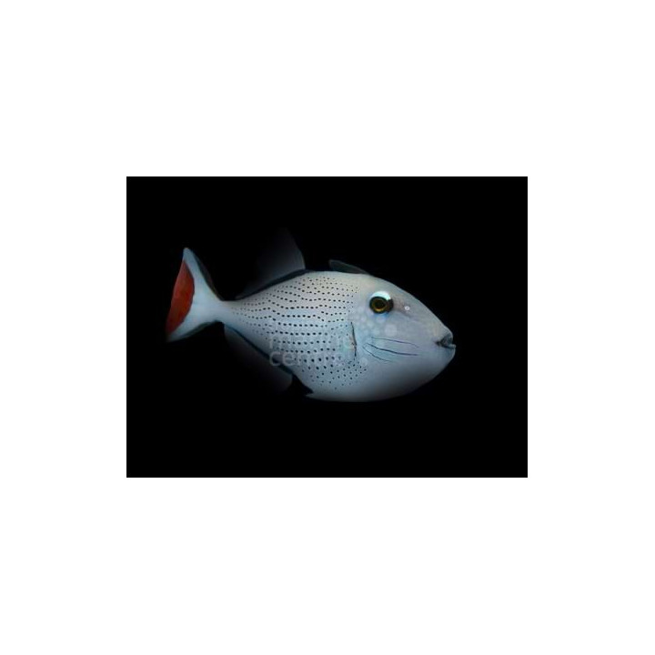 Xanthichthys ringens - Caribbean Redtail Trigger