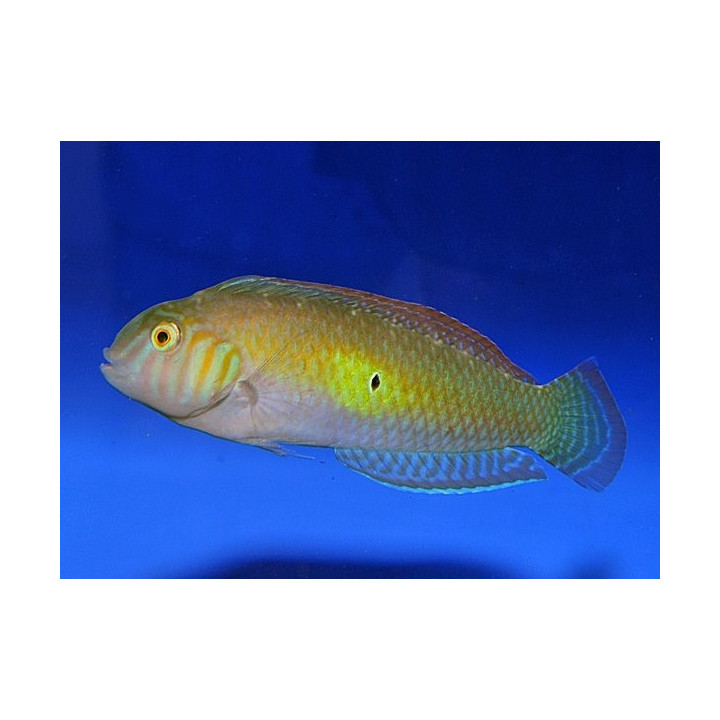 Xyrichtys splendens - koiras