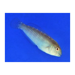 Xyrichtys splendens - naaras