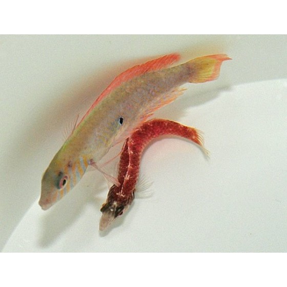 Xyrichtys splendens - pariskunta